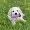 Puppy carrying a purple vegetable cotton rope dog toy in the grass, showing how small dogs can grab, carry, and enjoy this handmade rope toy during outdoor play.