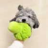 broccoli-stuffed-dog-toy-dog-carrying A gray dog holds a green broccoli stuffed dog toy in its mouth while a person supports it during indoor play.