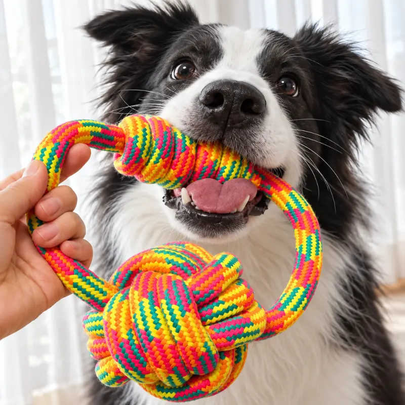 Black and white dog biting the thick rope grip while an owner holds the rainbow pull dog toy during a close tug game.