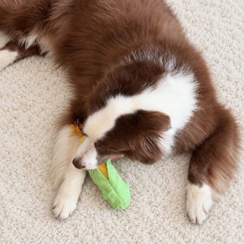 dog-playing-with-corn-plush-toy A brown-and-white dog gently mouths the green husks of a corn-shaped soft dog toy while lying on a cream rug.