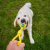 dog-playing-yellow-rope-ball-tug-toy-outdoor Dog enjoying an outdoor tug game with a yellow rope ball toy, holding the knot ball while the owner grips the handle for interactive play and bonding.