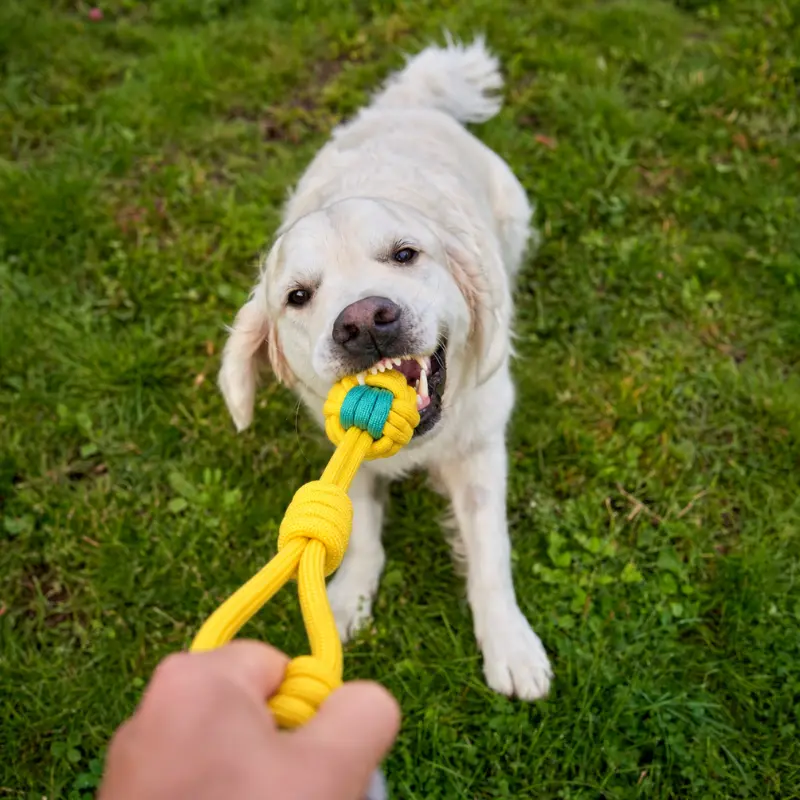 dog-playing-yellow-rope-ball-tug-toy-outdoor Dog enjoying an outdoor tug game with a yellow rope ball toy, holding the knot ball while the owner grips the handle for interactive play and bonding.