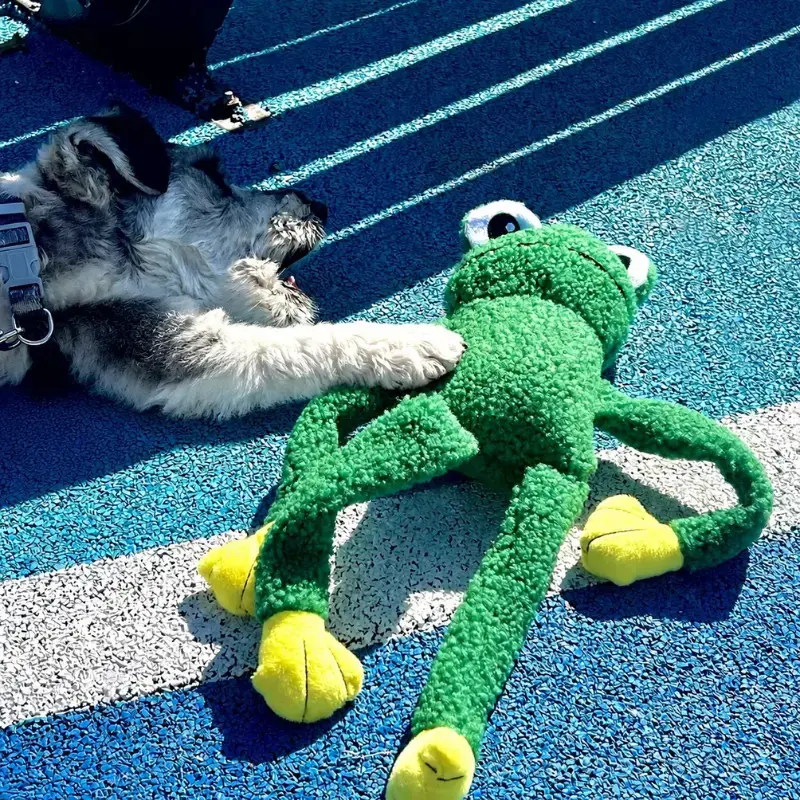 A gray-and-white dog lying on a blue outdoor surface with one paw resting on a green frog fleece dog toy with long limbs and yellow feet.