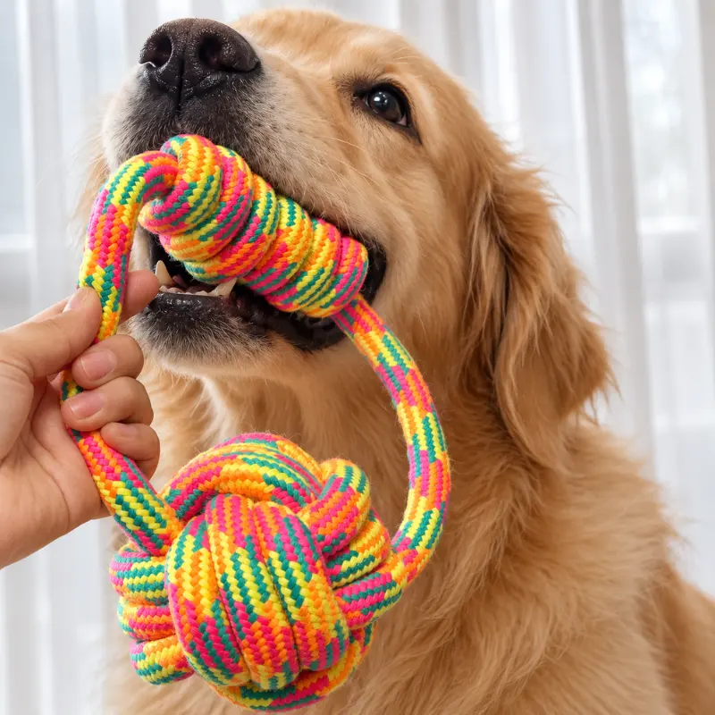 Golden Retriever gripping the chunky knot of a rainbow dog tug rope while the owner holds the rope ring for interactive tug play.