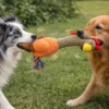 Two dogs play tug-of-war with a squawking chicken dog toy outdoors, each gripping opposite ends of its orange plush body and long neck.