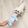 A small white dog grips the pink ear of an elephant dog toy while a person holds the other end during a gentle tug game.